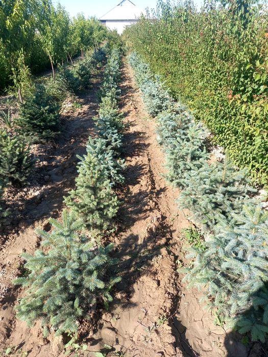 Түрлі көшеттер Шыршалар