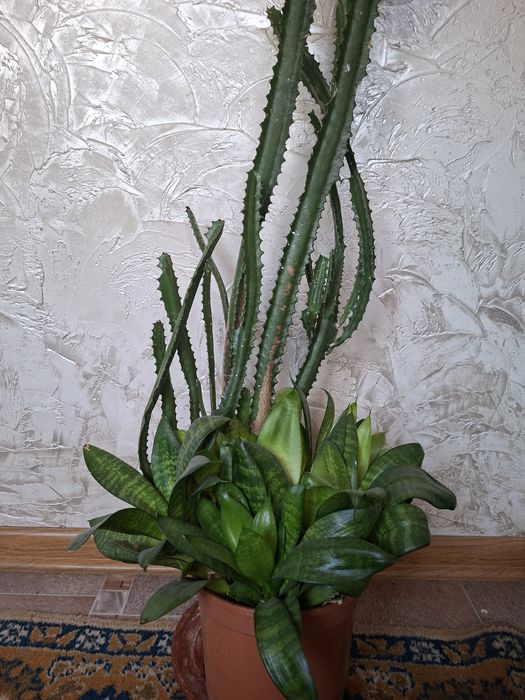 Продам цветные композиции