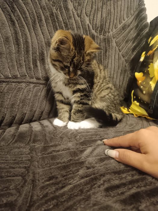 British Brown băiețel