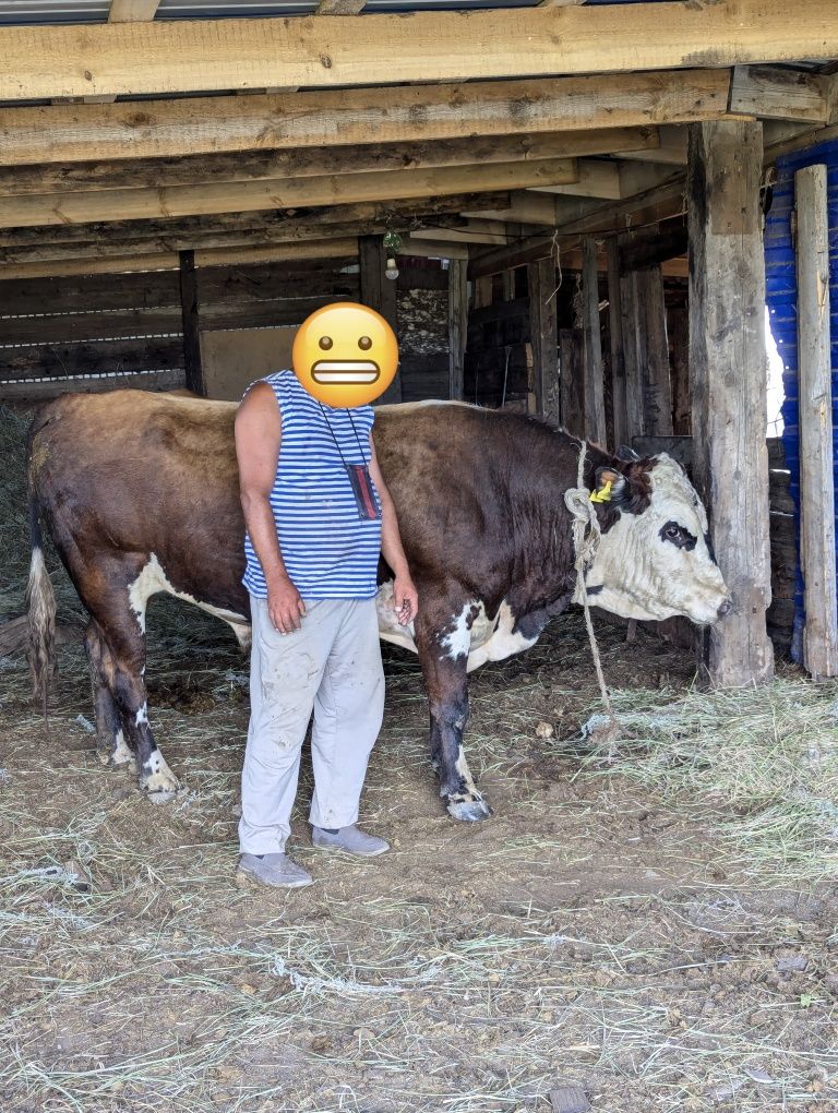Продается бык, 3 года