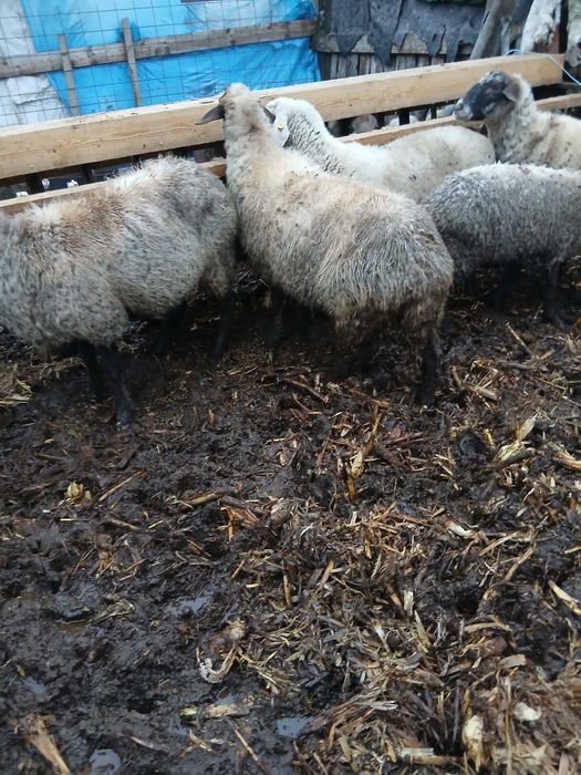 De vânzare mai multe detalii la telefon