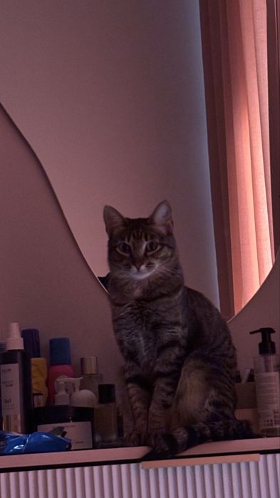 Кошка Мотти 1,5 года