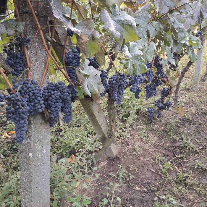 Продавам грозде-мерло, каберне, памид
