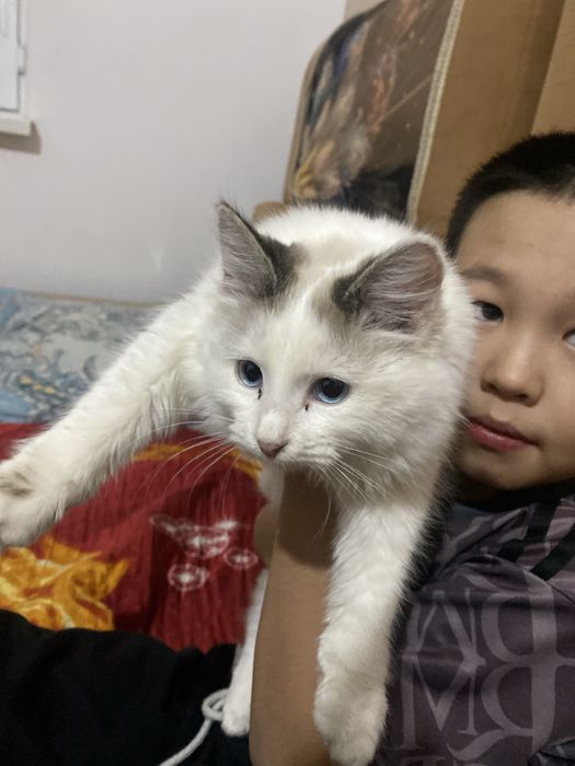 кошка рэгдолл порода