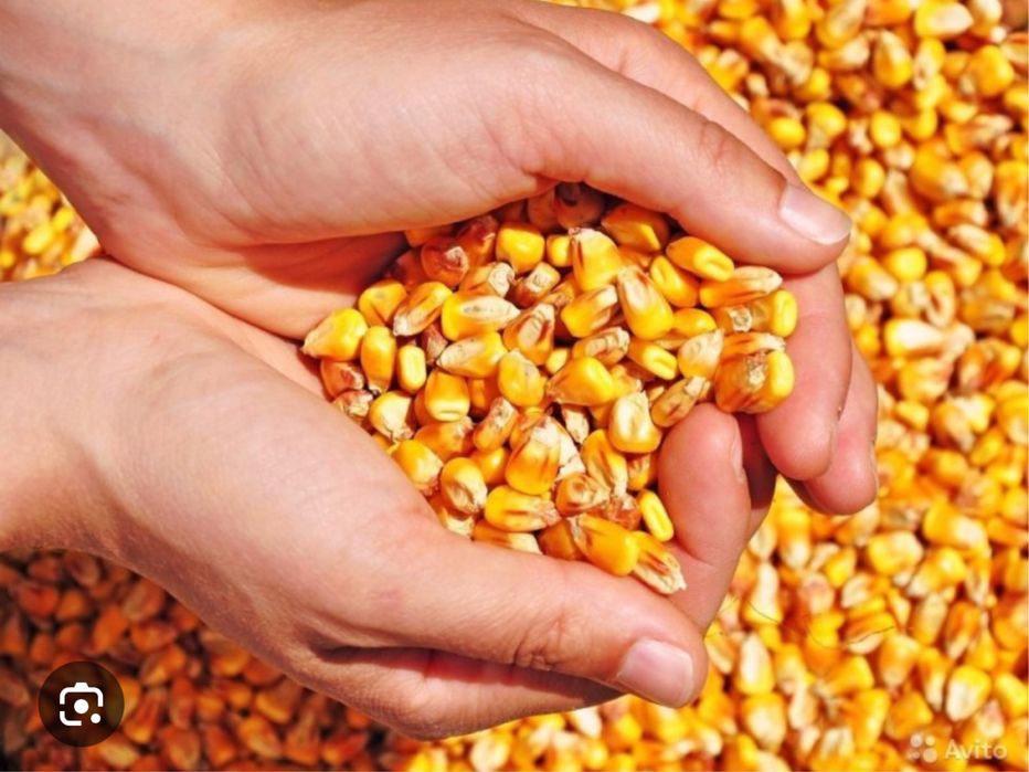 Porumb recoltat 2025