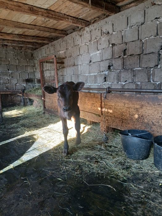 Vând vitea si tauras angus