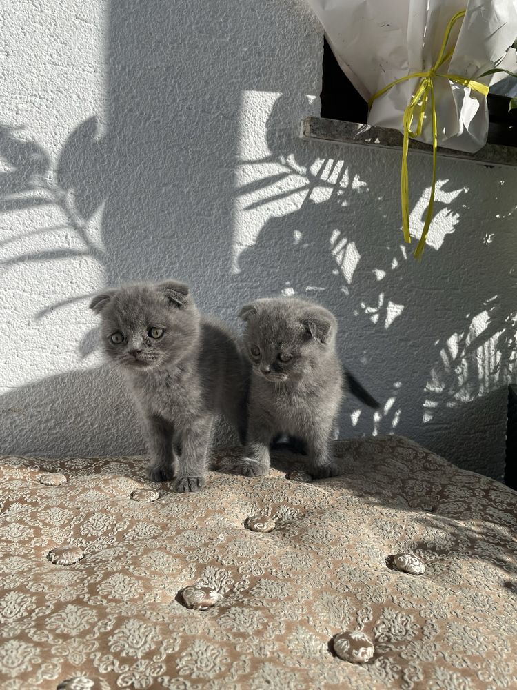 2 fetițe scottish fold