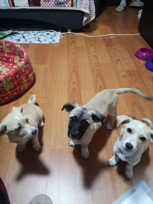 Donez catelusi  forte bine ingrijiti