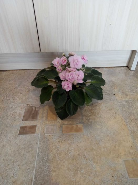 сентполии (африканска теменужка)