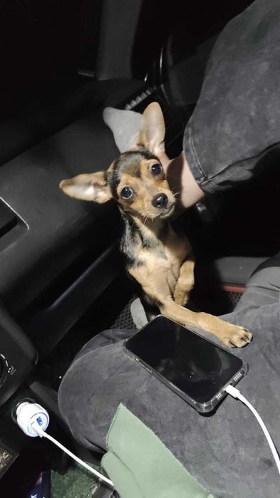 Тойчик в ответственные руки