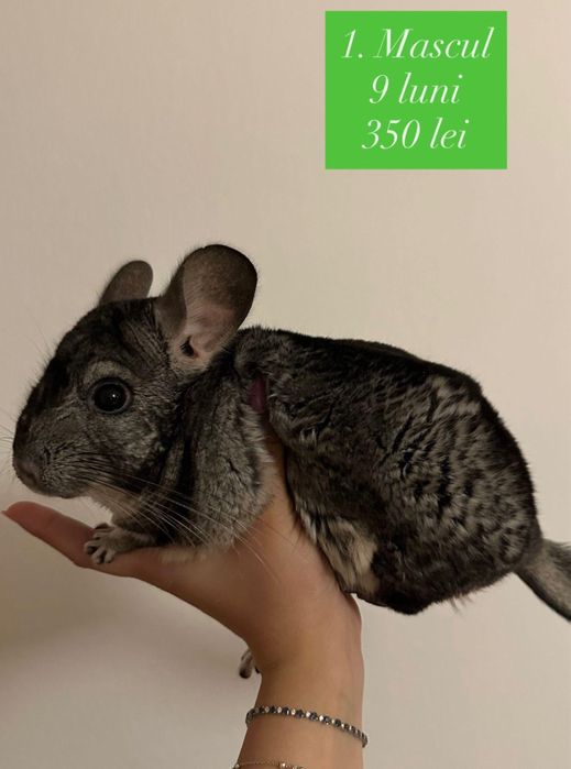 50% Reducere - Vand pui chinchilla femela / Sinsila / Chinchila