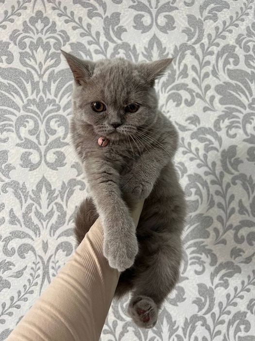 Скотиш страйт девочка