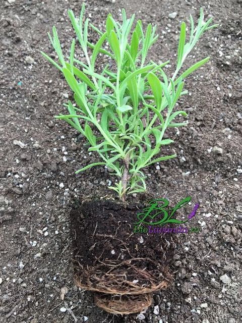 Butasi lavanda angustifolia Blue Scent