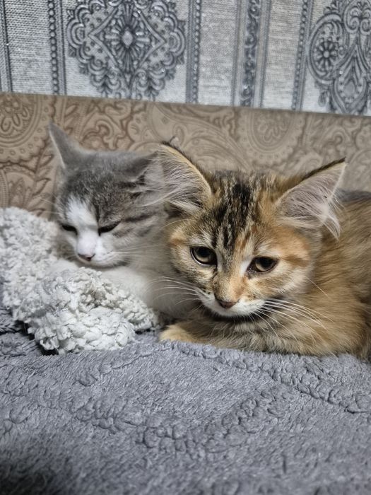 Отдам котят в добрые руки