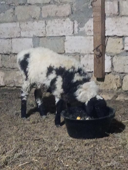 Токты сатылады 50 мын