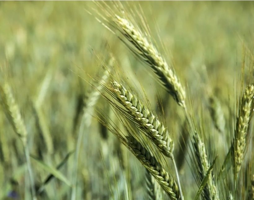 Vand seminte de Triticale , selectate si tratate pt semanat