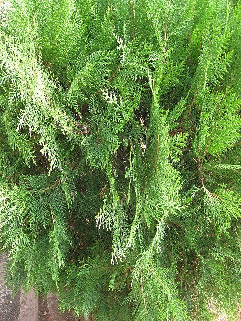 Thuja orientalis seminte