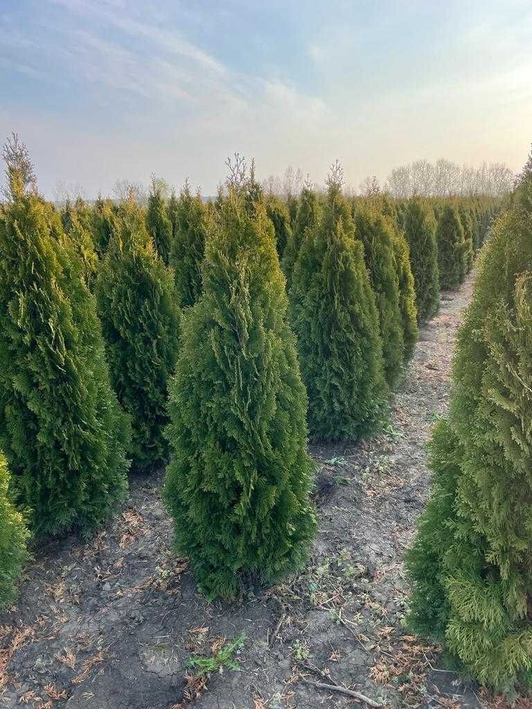 Va oferim ce mai mare gama de plante ornamentale preț accesibil