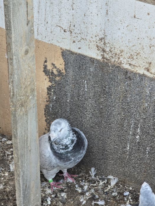 Turturele rozatoare si voiajori standard de vanzare