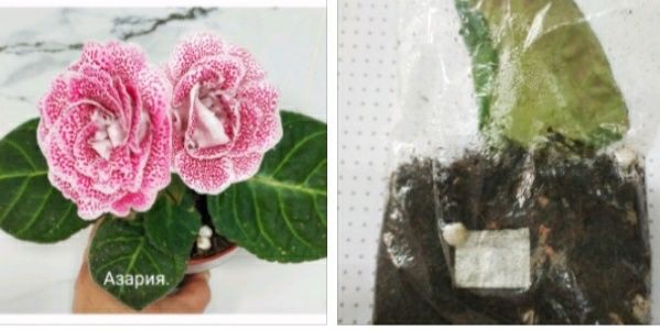 Укоренные листочки глоксиний с ростками.