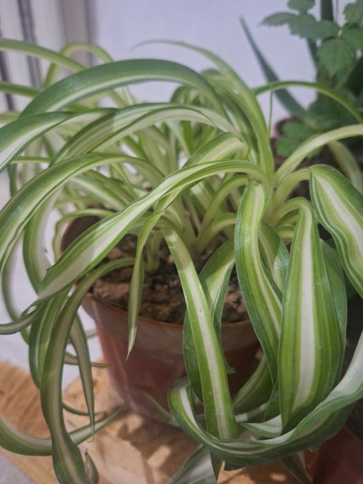 Комнатные растений