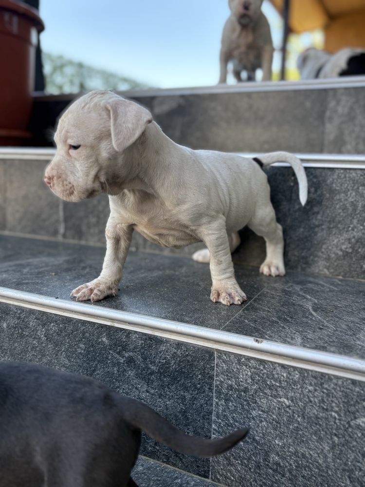 Amstaff mascul 5 saptamani