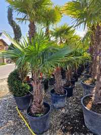 Vand palmieri rezistenti iarna la îngheț, plante exotice int -exterior