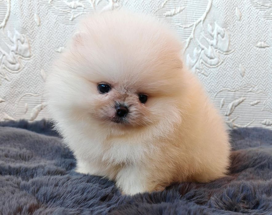 Померанчета мини момченца и момиченца