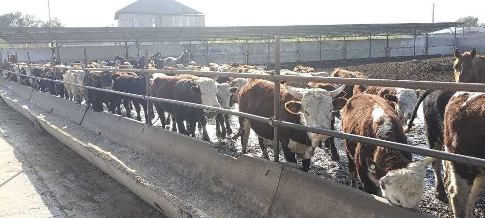 продажа скот КРС СХ