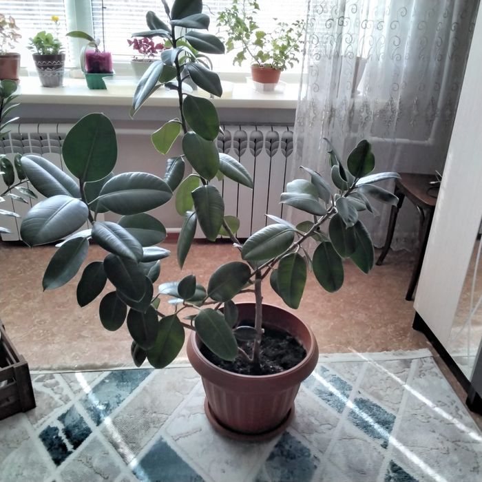 Продам растение Фикус