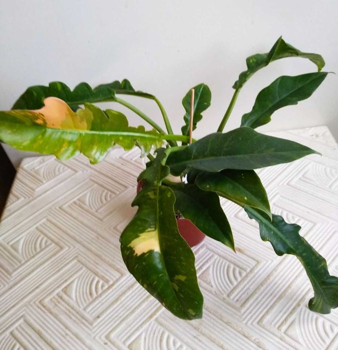 Филодендрон Ринг Офф Фаер ( тайский ) -яркая окраска листьев