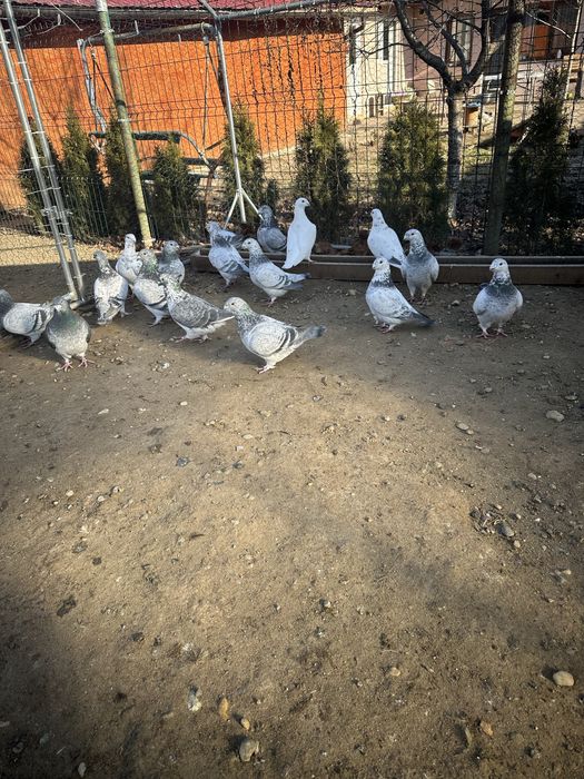 Porumbei standard romanesc de frumustete