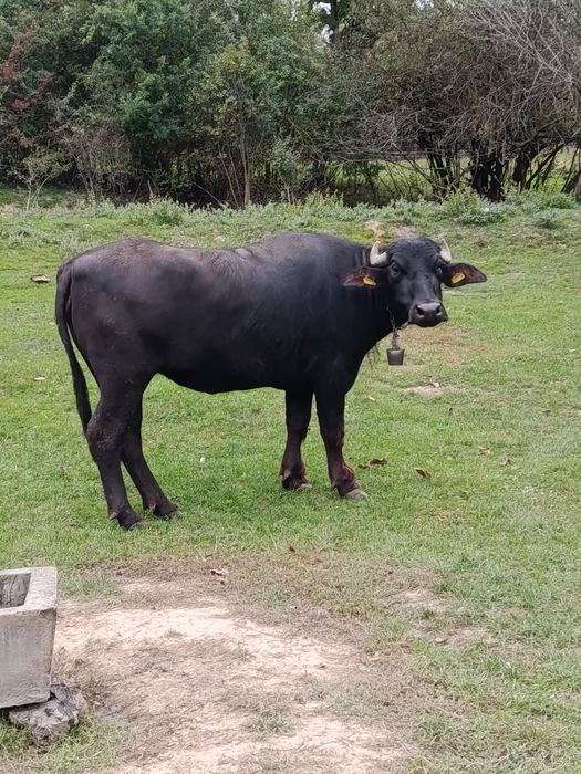 Ofer spre vânzare 2 bivolițe