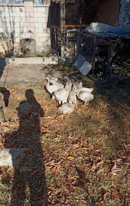 14шт бар парода бройлер