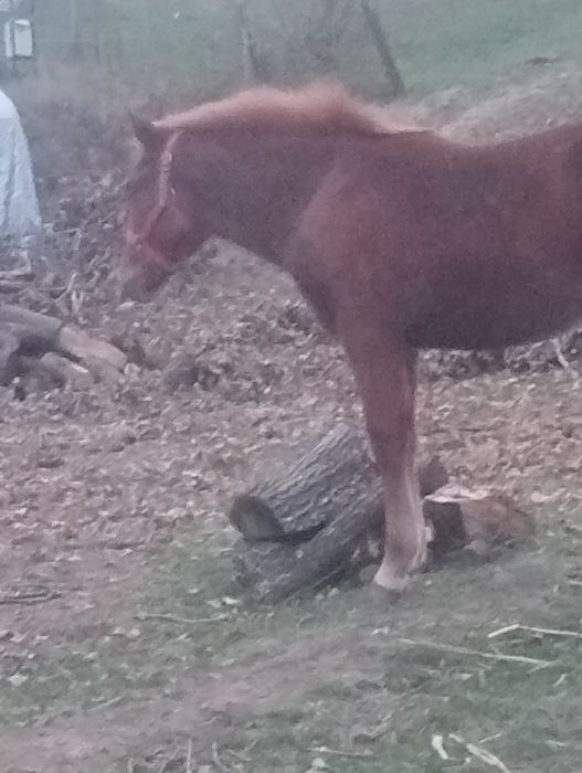 Iapă  cu mînză de 6 luni Berlești Gorj