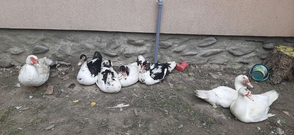 Vând rățoi lesesc!