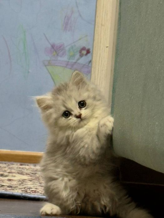 Zotdot mushuk sotiladi