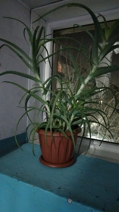 Продам Алоэ цаеток комнатный