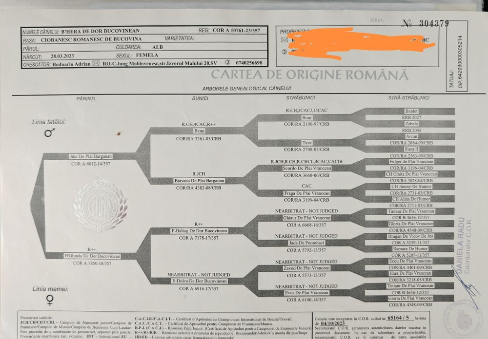 Ciobanesc de Bucovina