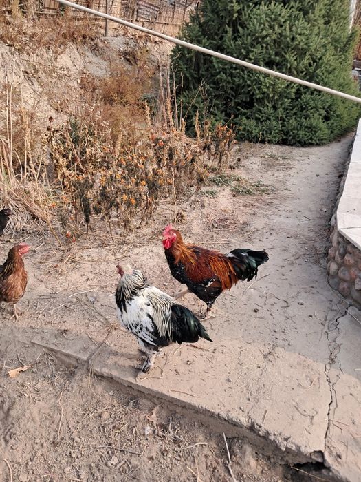 Продоется  петухи