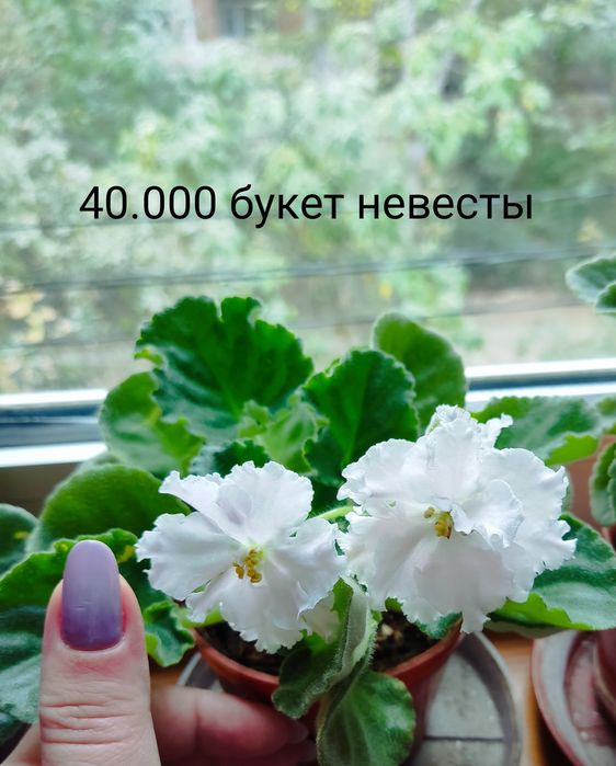 Фиалки комнатные