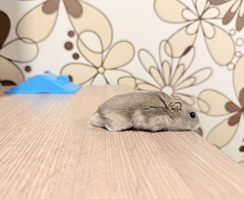 Hamsteri Pui si Adulti