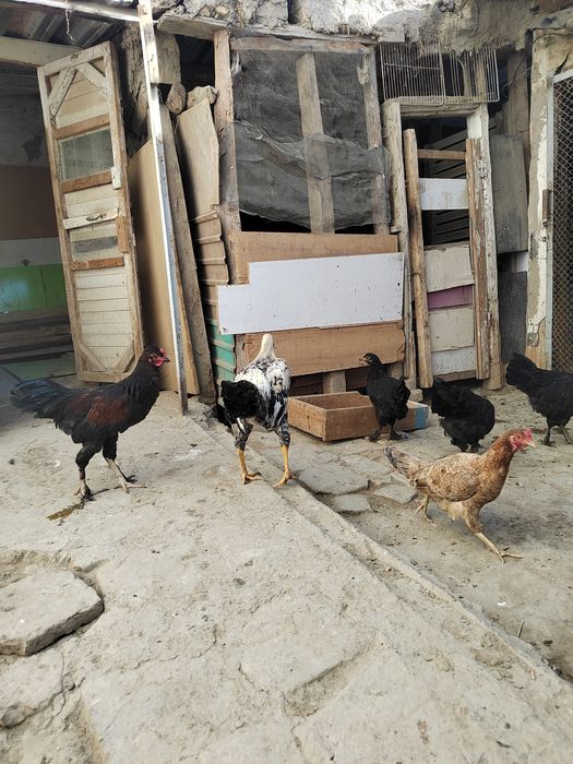 Товуклар сотилади