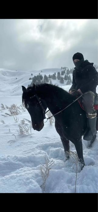 Продам коня