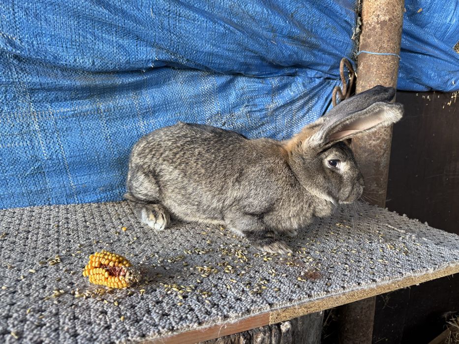 Disponibil 3 femele urias german