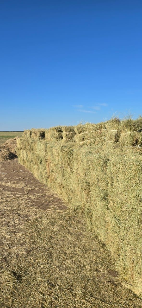 Продаеться сено жетняк.
