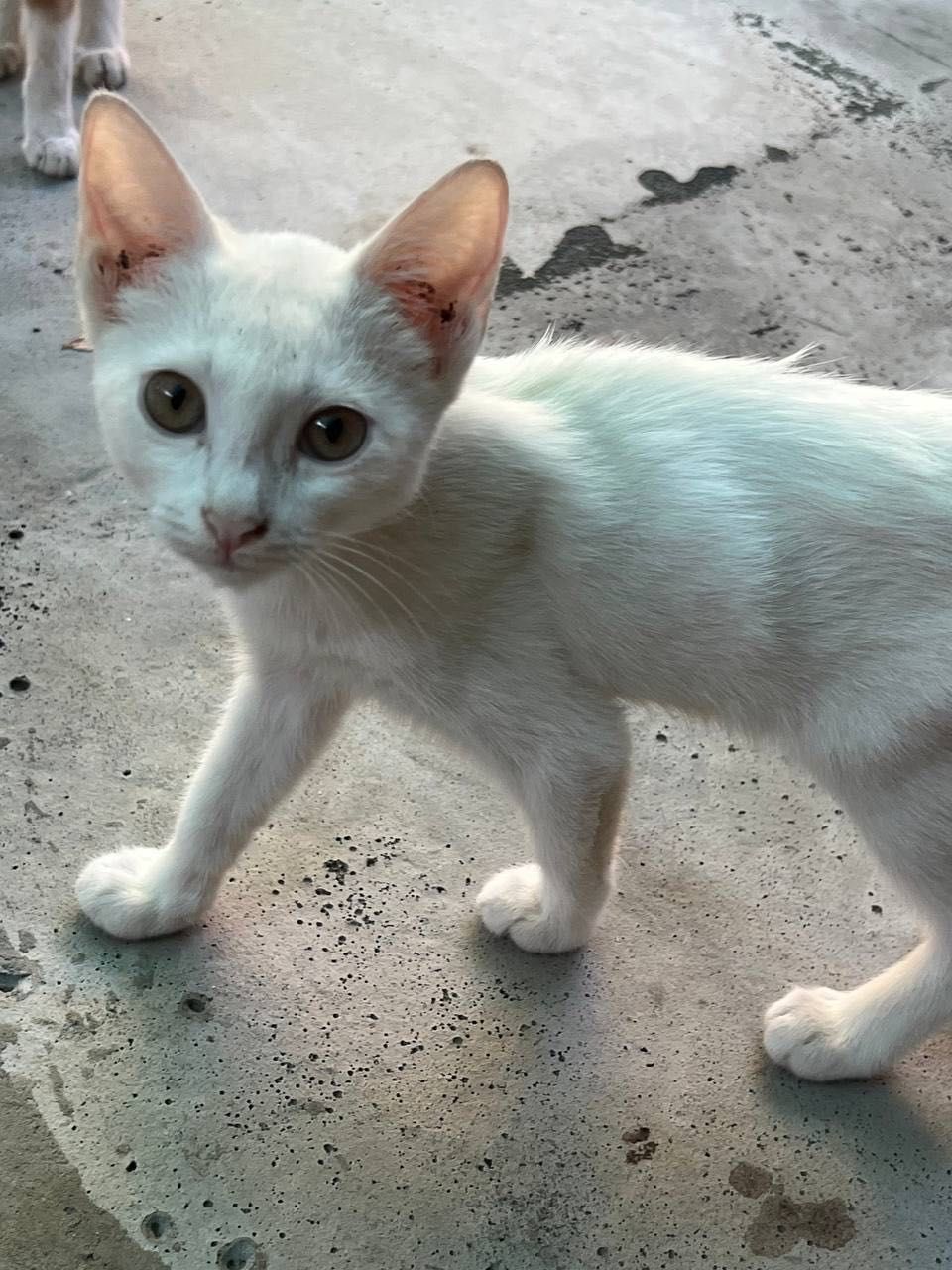 Бесплатно котята в хорошие руки
