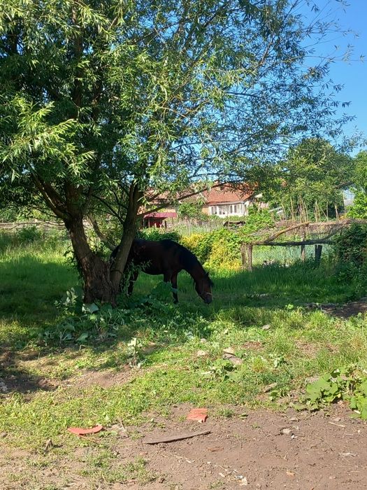 Armăsar de vanzare 2 ani jumate