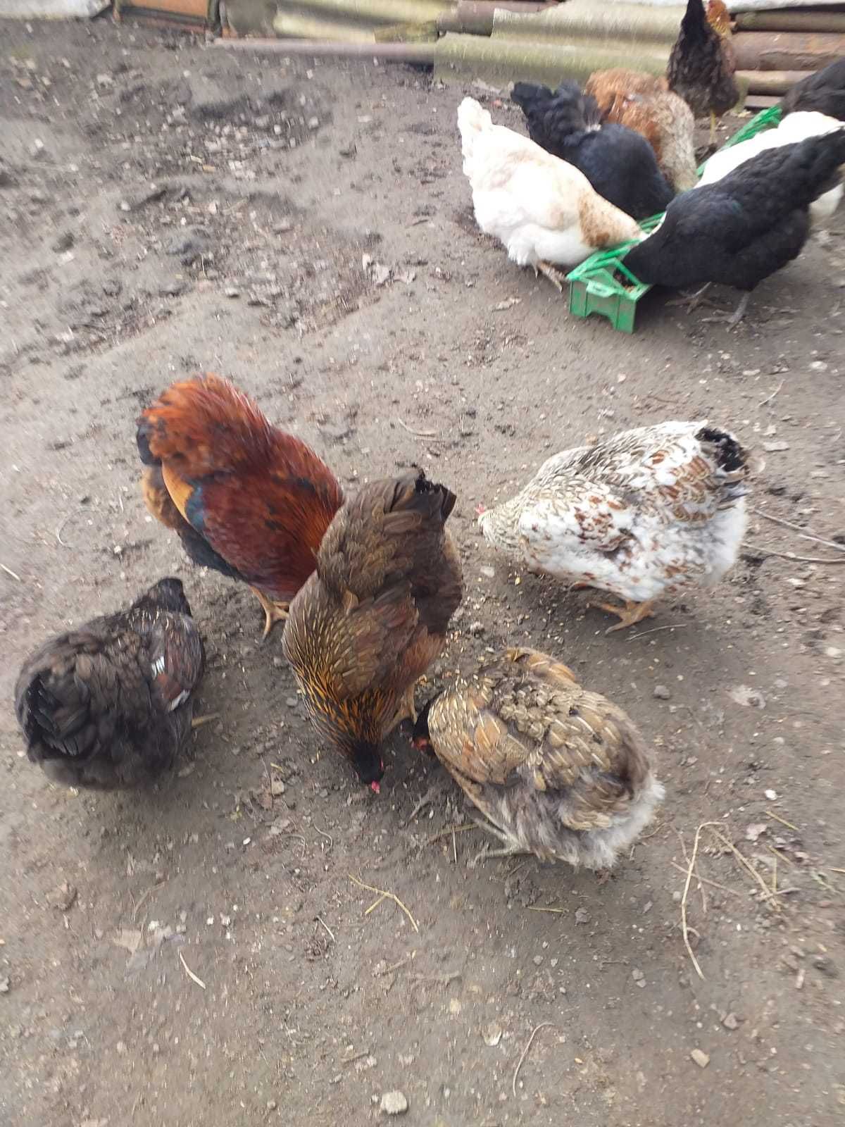 Vând oua verzi de la gaini rasa Araucana