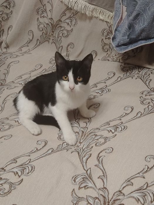 Отдам котёнка в добрые руки
